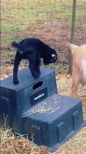 Happy Baby Goats Playing & Jumping | Cute Goat Kids Fun 🐐💫