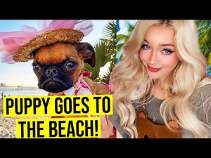 Puppy's First Time at the Beach! (*CUTE*) | Lyssy Noel Vlogs