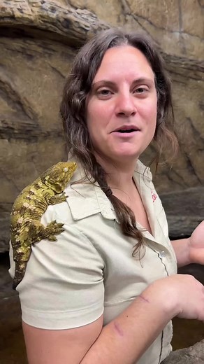 Meet the Largest Gecko in the World! 🦎