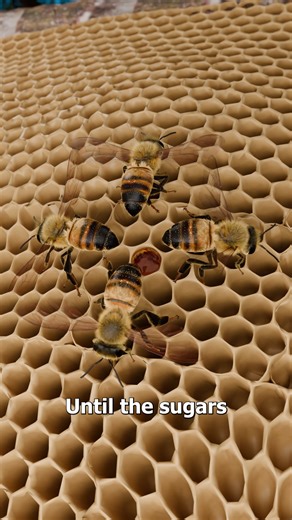 How Bees Make Honey 🤔 | Zack D. Films