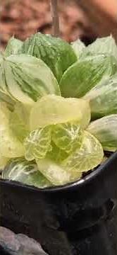 Haworthia variegata, a delight. #succulents #Haworthia