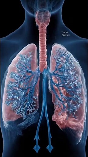 Learn How Your Body Breathes | Human Respiration Explained// #science #biology #medicalstudent