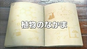 植物のなかま | １０ｍｉｎ．ボックス　　理科２分野 | NHK for School