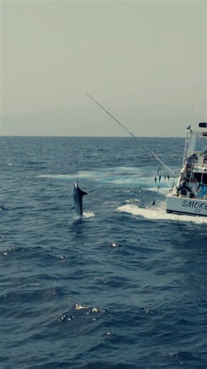 CHASING GIANTS is live on YouTube. Our first-ever YouTube film by @jordyvisser1 - and it is awesome. Go check it out 😎 Cape Verde. Blue Marlin. Long days offshore, screaming reels, and epic drone footage chasing giants in one of the world’s most iconic fisheries. The #bobmarlinteam fishing onboard Smoker from AFC Fishing Charters. Presented by @kevinstoop Founder Bob Marlin Gear. Watch the full film now on our YouTube channel. Link of the video - https://youtu.be/riZApsrKZYo Don't forget to lik