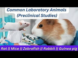 Common Laboratory Animals #preclinical #medicine