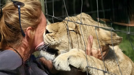 The lioness who had never seen freedom - everything changes in a moment