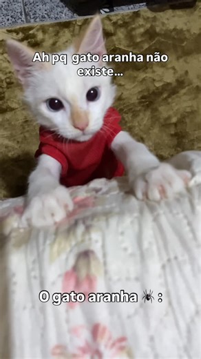 Luke Jr | Ele com a blusa do Homem-Aranha acha que é o Homem-Aranha . . . #gatos #gatosengraçados #gatinhobrincalhão #reelinstagram❤️... | Instagram