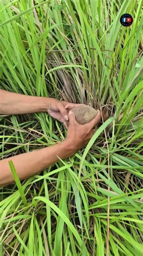 Finding unique animals in coconut shells #shortvideo ##animals