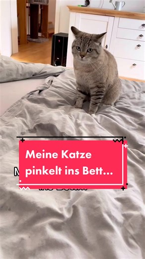 Cat Training Tips and Tricks for a Happier Kitty