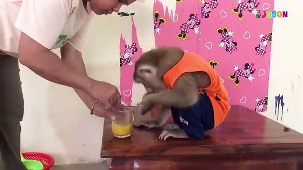 15K views · 1.5K reactions | Clever Jason Neatly Decent Drink Passion Fruit Yogurt That Mom Made | Monkey Jason | Facebook