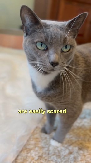 Scolding your cat 🐈‍⬛ audio credit: meow_its_naitang #cats #catfacts #healthycats | purrfectinfluencer