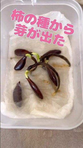 柿の種から芽 育ってます