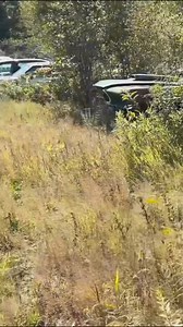 Are 1973 Gran Torino Cobra Jets Underrated? | Backyard Barn Finds