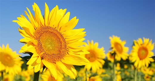 Spring is close, and so is allergy season. Here's how you can prepare for it