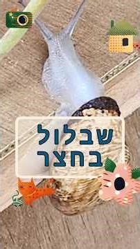 שבלול בחצר 🏡🌝🪴#בית #גינה #בעלי #חיות #טבע
