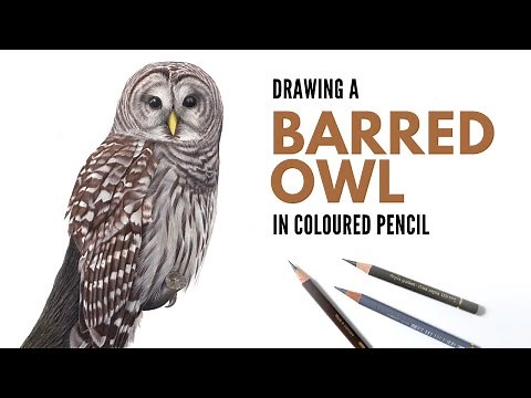 Drawing a Barred Owl in Colored Pencil