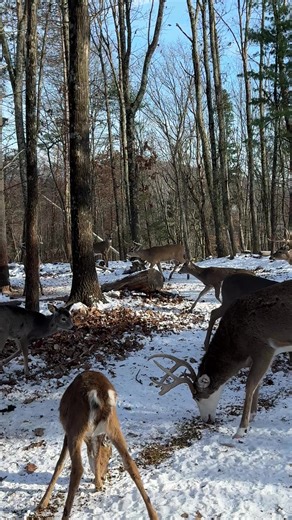 pipeline ridge (@buck02022)’s videos with original sound - Lindstrom.music