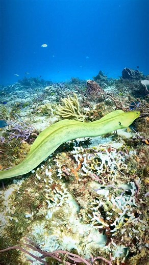 6K views · 188 reactions | Moray eels are amazing creatures found in warm ocean waters around the globe. They often hide in crevices during the day and come out to hunt at night. Some moray eels can live up to 30 years! #marinelife #oceanconservation #sea #marinebiology #ocean #scuba #underwaterlife #scubadiving #diving #underwaterphotographer #underwaterworld #sealife #sealovers #scubadiver #oceanvideo #gopro #oceanphotography #underwaterphotography #sdidivers | Aquanauta Diver | Facebook