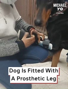 35K views · 635 reactions | Dog Is Fitted With A Prosthetic Leg | Michael Yo | Facebook