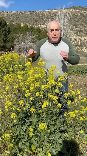 🌿💛 Are you familiar with the mustard plant? Discover its uses, benefits, and varieties 🌾✨
