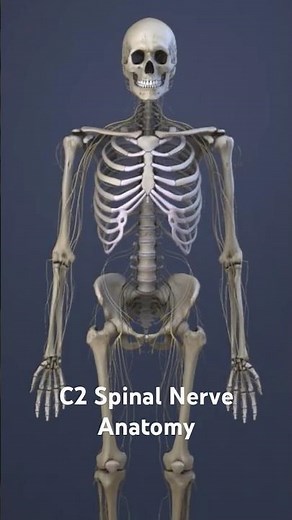 C2 Spinal Nerve Anatomy