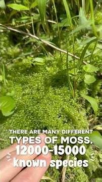 there’s more to moss than you think… #wildlife #nature #moss #wildlifeentertainment #mothernature