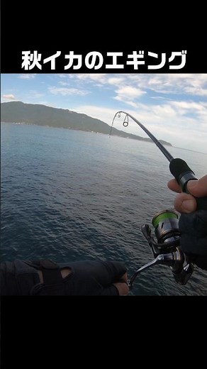 【エギング】イカが釣れる瞬間！アオリイカ釣りヒットシーン！秋イカ釣り #fishing #エギング #アオリイカ