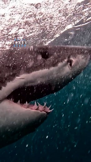 Great White Shark Surfaces with Mouth Open