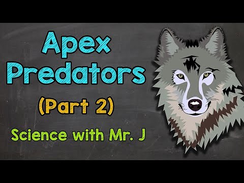 Apex Predators (Part 2): Factors that Keep Apex Predator Populations in Check | Ecosystems