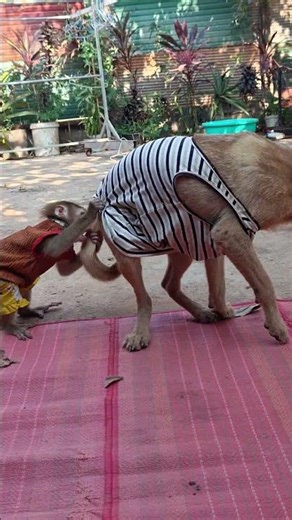 monkey and dog 🐶 🐒 smart 🤓 #viral #shorts #monkey #dog #animals #funny #amazing