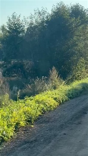 🦬 Europe’s Bison Comeback: A Conservation Success with New Challenges 🌿 Across Europe, bison populations are making an impressive comeback — a real conservation success story. Once extinct in the wild, these magnificent giants are now returning to their natural habitats thanks to long-term reintroduction and management programmes. 💪🌍 But with success come new challenges. As herds expand and roam wider, road collisions are becoming more frequent. Imagine what happens when a 700-kg animal cros