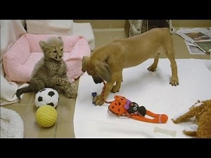 Cheetah and puppy make friends at San Diego zoo