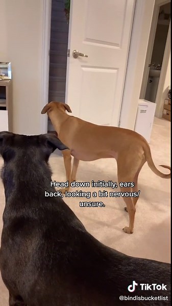 Understanding Dog Body Language: Shaking Off the Stress