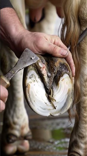 "Shocking Discovery: Worms in Cow Hooves!" #asmr #hoof