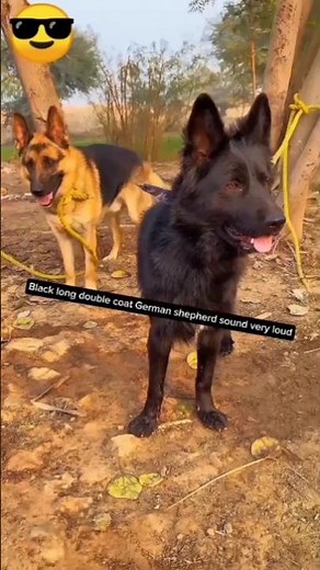 Black Long Double Coat German Shepherd Very Loude Barking Sounds 2025 #doglover