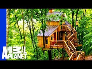 Building a Treehouse Inspired By a Bird House