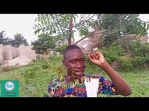 Spiritual benefits and Physical benefits of neem plants. Power of Neem plants.