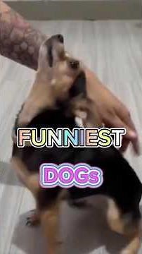 Funny Dog Behaviors That Will Make You Laugh! Funny Dog Videos #shorts