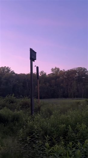 42 reactions | The Summer Bat Count in action 驪 Bat emergence surveys are an important way we monitor local bat populations. We quietly count bats as they fly out from roosts like attics, barns and bat houses to begin their nightly hunt for insects. These surveys help us track population trends for species like the little brown bat, which face threats from habitat loss and white-nose syndrome. | Conserve Wildlife Foundation of NJ | Facebook