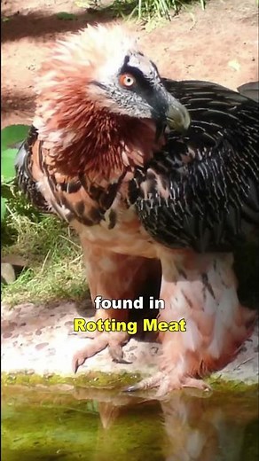 Vulture | The King Of The Dead