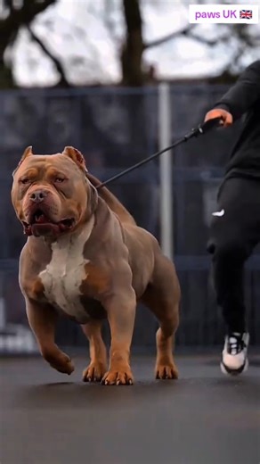 #Doberman vs pitbull # who is stronger 💪?#viraldogs#trendingshorts#animalsshorts #ytshorts #foryou