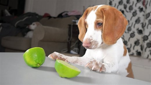 Puppy vs limes with beagle dog creates funny mess