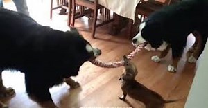 15-Year-Old Dachshund Goes To Battle In Epic Tug-Of-War Against Two Bernese Mountain Dogs