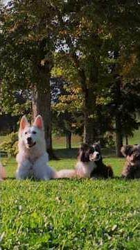 Além da Estética A Revolução das Ferramentas Genômicas na Criação #bulls #goldenretriever