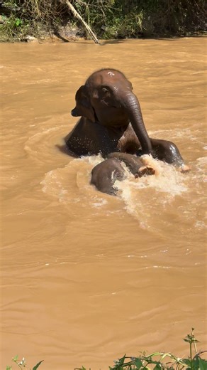 23K views · 1.3K reactions | Bank Mahout on Reels | Facebook