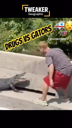 Man and Gator and Drugs