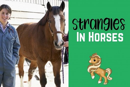 Strangles in Horses - Overview, Complications, Treatment & Aftercare