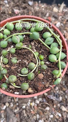 Propagating String of Pearls is quick and easy! ☺️ #succulents #senecio #plantcare