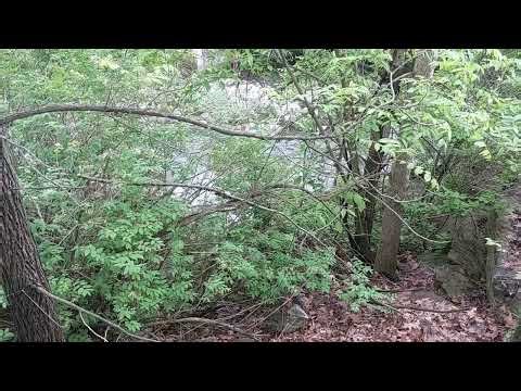 Alex Marchetti Park Compilation - Walks & Water Views | Toronto Nature Walk