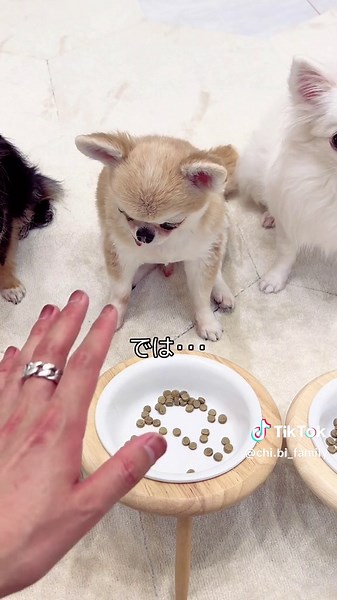 地面師たちにハマりすぎた飼い主 - 美の巨人たち 過去の放送 動画